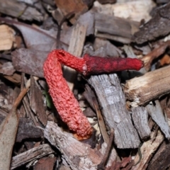Phallus rubicundus at Wellington Point, QLD - 1 Feb 2024 12:50 PM