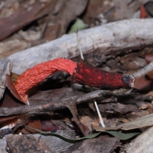 Phallus rubicundus at Wellington Point, QLD - 1 Feb 2024 12:50 PM
