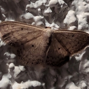 Scopula optivata at Watson, ACT - 21 Mar 2024