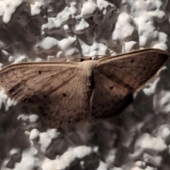 Scopula optivata at Watson, ACT - 21 Mar 2024