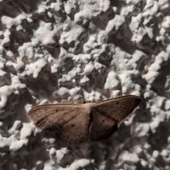 Scopula optivata at Watson, ACT - 21 Mar 2024