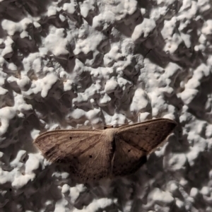 Scopula optivata at Watson, ACT - 21 Mar 2024