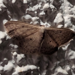 Scopula optivata at Watson, ACT - 21 Mar 2024