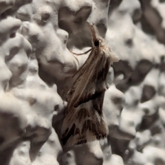 Heliocosma melanotypa (A tortrix or leafroller moth) at Watson, ACT - 20 Mar 2024 by AniseStar