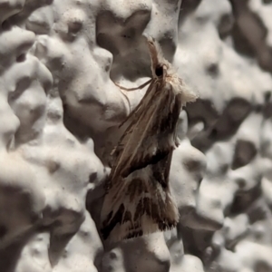 Heliocosma melanotypa at Watson, ACT - 20 Mar 2024