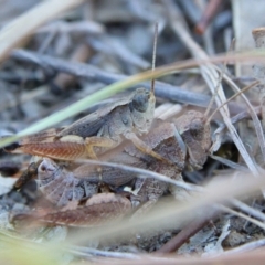 Phaulacridium vittatum (Wingless Grasshopper) at Higgins Woodland - 21 Mar 2024 by MichaelWenke