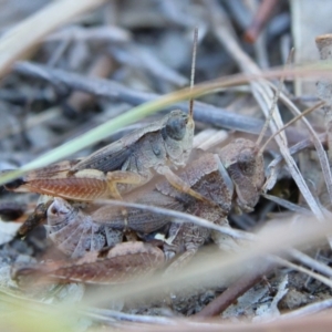 Phaulacridium vittatum at Higgins Woodland - 21 Mar 2024