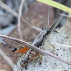 Phaulacridium vittatum at Higgins Woodland - 21 Mar 2024