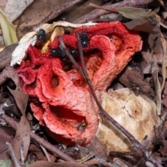 Colus hirudinosus at Wellington Point, QLD - 1 Feb 2024 12:51 PM