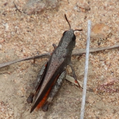 Unidentified Grasshopper (several families) at Alpine - 12 Dec 2023 by JanHartog