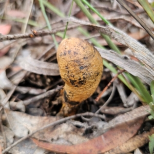 Pisolithus sp. at QPRC LGA - 20 Mar 2024