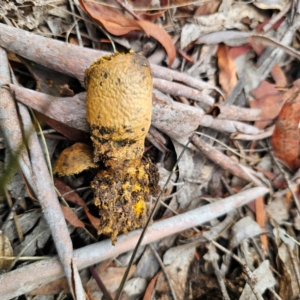 Pisolithus sp. at QPRC LGA - 20 Mar 2024