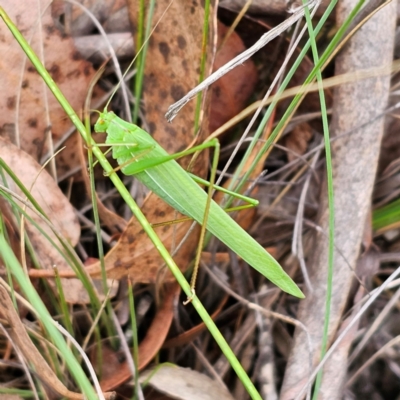 Polichne parvicauda (Short-tailed Polichne) at Captains Flat, NSW - 20 Mar 2024 by Csteele4