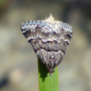 Dichromodes ainaria at West Hobart, TAS - 20 Oct 2023 11:15 AM
