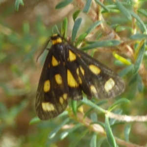 Asura cervicalis at Coles Bay, TAS - 26 Feb 2023