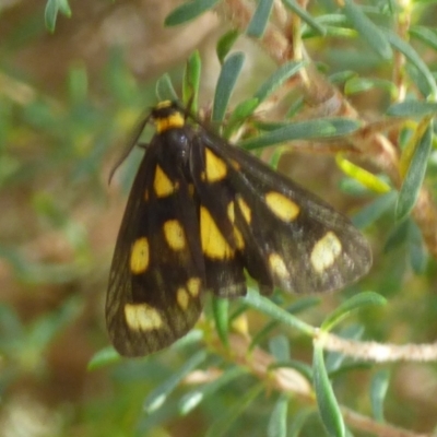 Asura cervicalis (Spotted Lichen Moth) at Coles Bay, TAS - 26 Feb 2023 by VanessaC