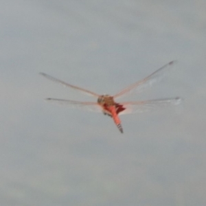 Tramea loewii at Wingecarribee Local Government Area - 12 Dec 2023