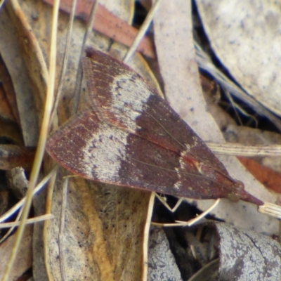 Uresiphita ornithopteralis (Tree Lucerne Moth) at West Hobart, TAS - 28 Feb 2024 by VanessaC