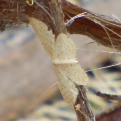 Unidentified Moth (Lepidoptera) at suppressed - 28 Feb 2024 by VanessaC