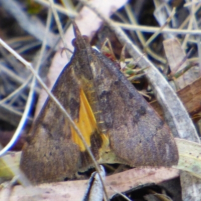 Uresiphita ornithopteralis at West Hobart, TAS - 21 Feb 2024 by VanessaC