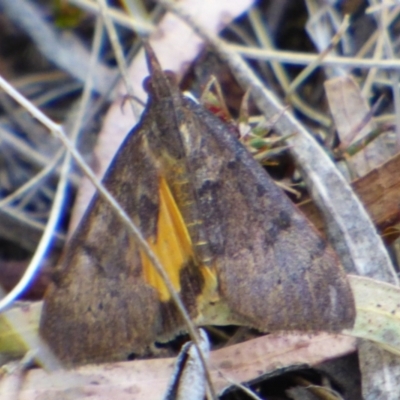 Uresiphita ornithopteralis at suppressed - 21 Feb 2024 by VanessaC