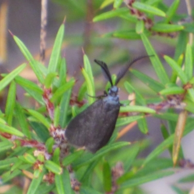 Pollanisus lithopastus at West Hobart, TAS - 11 Feb 2024 by VanessaC