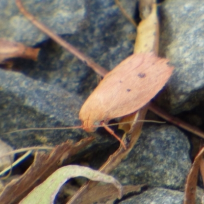 Garrha pudica (Modest Dullmoth) at Mount Stuart, TAS - 28 Jan 2024 by VanessaC