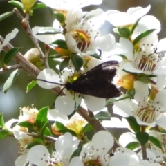 Unidentified Other moth at West Hobart, TAS - 28 Jan 2024 by VanessaC