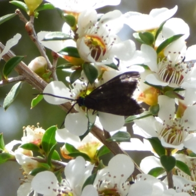 Unidentified Other moth at West Hobart, TAS - 28 Jan 2024 by VanessaC