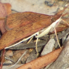 Uresiphita ornithopteralis (Tree Lucerne Moth) at Mount Stuart, TAS - 23 Jan 2024 by VanessaC