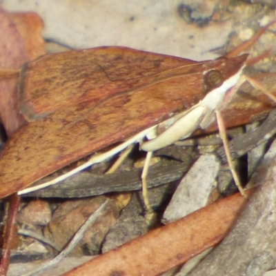 Unidentified Moth (Lepidoptera) at suppressed - 23 Jan 2024 by VanessaC