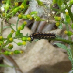 Unidentified Tiger moth (Arctiinae) at Mount Stuart, TAS - 21 Jan 2024 by VanessaC