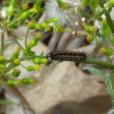 Arctiinae (subfamily) at Mount Stuart, TAS - 21 Jan 2024 by VanessaC