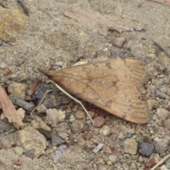 Uresiphita ornithopteralis (Tree Lucerne Moth) at West Hobart, TAS - 24 Dec 2023 by VanessaC