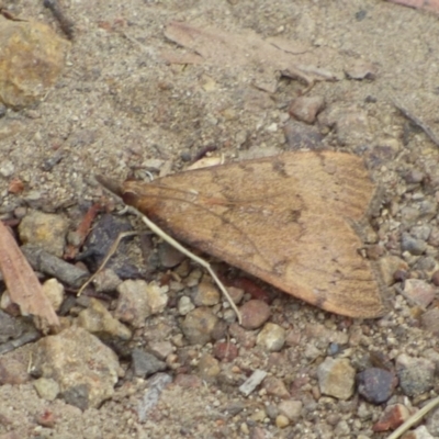Uresiphita ornithopteralis at West Hobart, TAS - 24 Dec 2023 by VanessaC