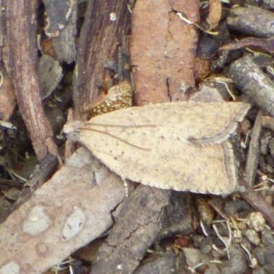 Unidentified Moth (Lepidoptera) at suppressed - 16 Dec 2023 by VanessaC