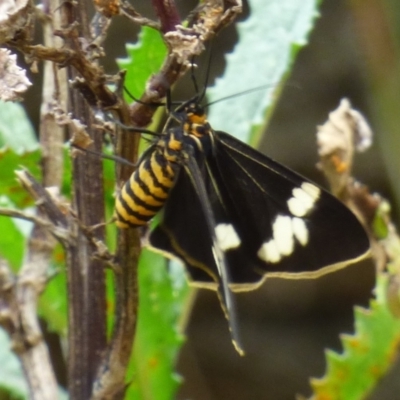 Unidentified Tiger moth (Arctiinae) at Mount Stuart, TAS - 5 Dec 2023 by VanessaC