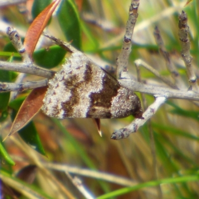 Unidentified Geometer moth (Geometridae) at West Hobart, TAS - 5 Dec 2023 by VanessaC