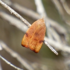 Tortricopsis uncinella (Wingia group) at West Hobart, TAS - 5 Dec 2023 by VanessaC