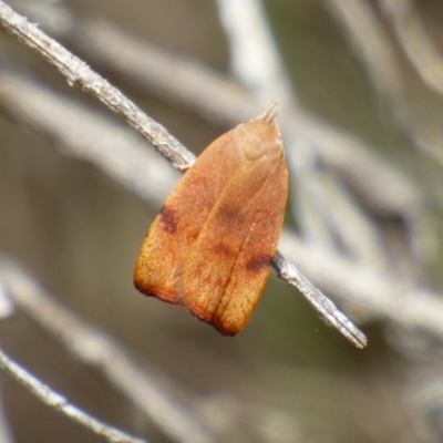 Tortricopsis uncinella (Wingia group) at West Hobart, TAS - 5 Dec 2023 by VanessaC