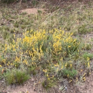 Chrysocephalum apiculatum at Oakey Hill - 17 Mar 2024 01:11 PM