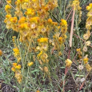 Chrysocephalum apiculatum at Oakey Hill - 17 Mar 2024 01:11 PM