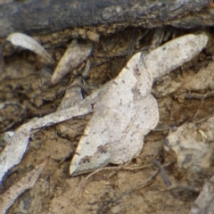 Unidentified Moth (Lepidoptera) at Mount Stuart, TAS - 2 Dec 2023 by VanessaC