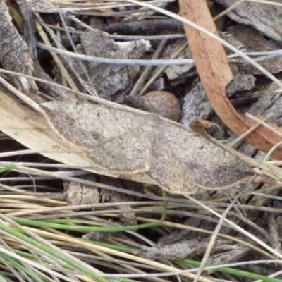 Unidentified Geometer moth (Geometridae) at Mount Stuart, TAS - 24 Nov 2023 by VanessaC