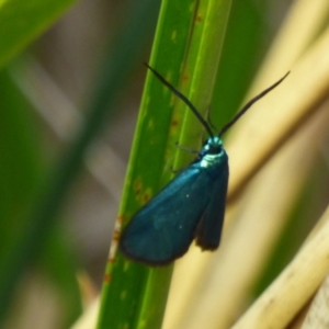 Pollanisus (genus) at West Hobart, TAS - 24 Nov 2023 05:00 PM
