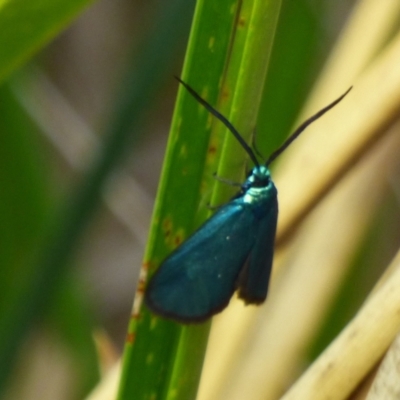 Pollanisus (genus) (A Forester Moth) at West Hobart, TAS - 24 Nov 2023 by VanessaC