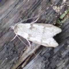 Unidentified Moth (Lepidoptera) at West Hobart, TAS - 24 Nov 2023 by VanessaC