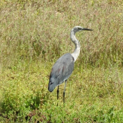 Ardea pacifica (White-necked Heron) at Canyonleigh, NSW - 19 Mar 2024 by GlossyGal