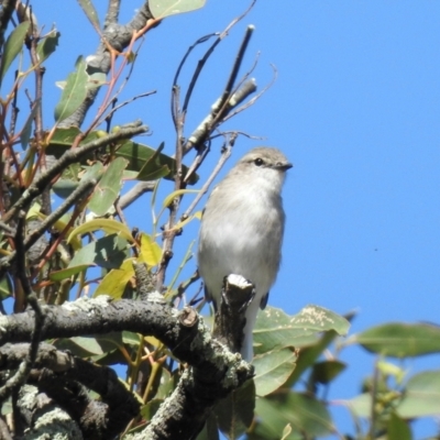 Microeca fascinans (Jacky Winter) at Wingecarribee Local Government Area - 19 Mar 2024 by GlossyGal