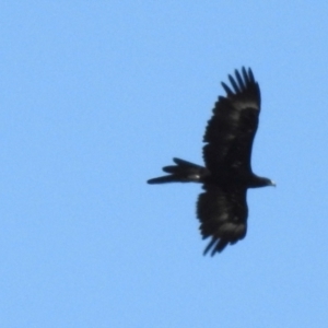 Aquila audax at Wingecarribee Local Government Area - 19 Mar 2024